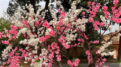 Contact information for mot-tourist-berlin.de - Peppermint Flowering Peach Tree - 2 Gallon Pot. With three colors of flowers on the same tree at the same time, the Peppermint Flowering Peach puts on a …